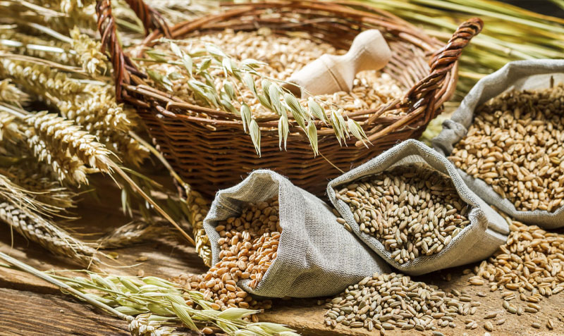 Продажа зерновых и масличных культур